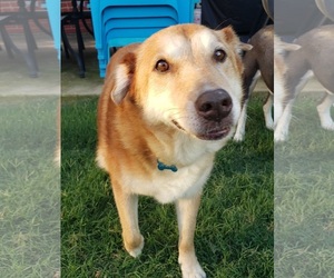 Gollie Dogs for adoption in McKinney, TX, USA