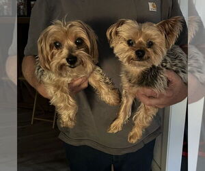 Mutt Dogs for adoption in Chico, CA, USA