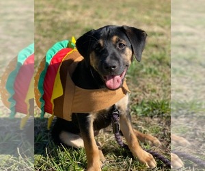 Retriever -Unknown Mix Dogs for adoption in Holly Springs, NC, USA