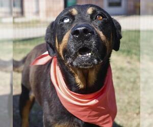 Mastiff-Unknown Mix Dogs for adoption in San Antonio, TX, USA
