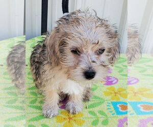 Poodle (Toy)-Unknown Mix Dogs for adoption in Mountain View, MO, USA
