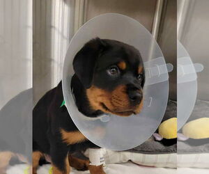 Rottweiler Dogs for adoption in Matawan, NJ, USA
