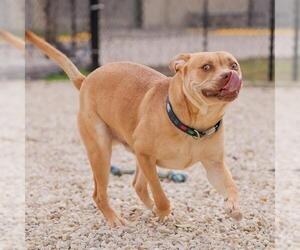 Labrador Retriever-Unknown Mix Dogs for adoption in Waco, TX, USA