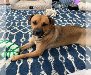 Black Mouth Cur-Unknown Mix Dogs for adoption in Oakhurst, NJ, USA