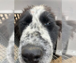Mutt Dogs for adoption in Calgary, Alberta, Canada