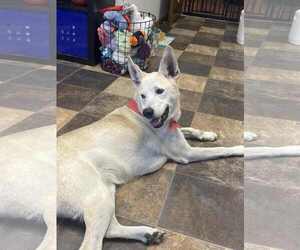 Huskies -Unknown Mix Dogs for adoption in Minneapolis, MN, USA