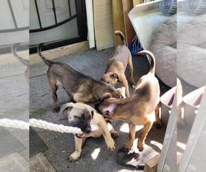 Mutt Dogs for adoption in Rootstown, OH, USA