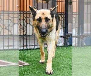 German Shepherd Dog Dogs for adoption in Sacramento, CA, USA