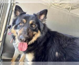 German Shepherd Dog Dogs for adoption in San Bernardino, CA, USA