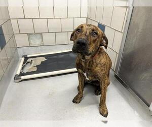 Plott Hound-Unknown Mix Dogs for adoption in Grand Prairie, TX, USA