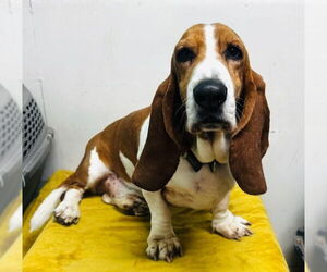 Basset Hound Dogs for adoption in Petaluma, CA, USA