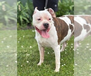 American Pit Bull Terrier-Unknown Mix Dogs for adoption in Batavia, NY, USA