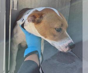American Staffordshire Terrier-Unknown Mix Dogs for adoption in San Antonio, TX, USA
