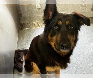 German Shepherd Dog Dogs for adoption in Orange, CA, USA