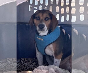 Beagle Dogs for adoption in Apple Valley, CA, USA