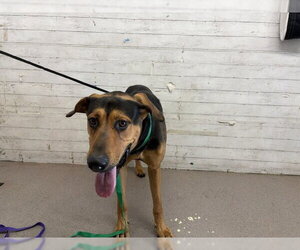 German Shepherd Dog-Unknown Mix Dogs for adoption in San Bernardino, CA, USA