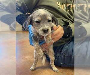 Mutt Dogs for adoption in Bolivar, MO, USA