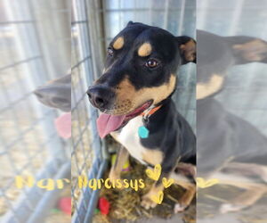 Boxador Dogs for adoption in Monte Vista, CO, USA