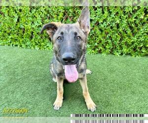 German Shepherd Dog Dogs for adoption in West Palm Beach, FL, USA
