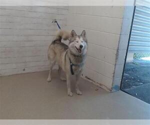 Siberian Husky Dogs for adoption in San Bernardino, CA, USA