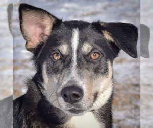 German Shepherd Dog-Huskies  Mix Dogs for adoption in Huntley, IL, USA