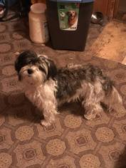 Shih Tzu Dogs for adoption in Two Rivers, AK, USA