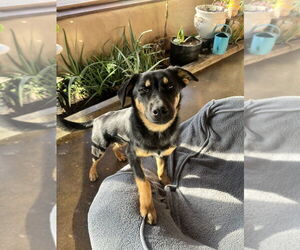 Australian Shepherd-German Shepherd Dog Mix Dogs for adoption in Aurora, IN, USA