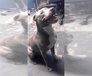 American Pit Bull Terrier-American Staffordshire Terrier Mix Dogs for adoption in Tallahassee, FL, USA