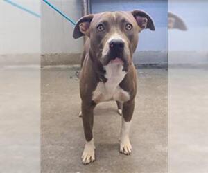 Mutt Dogs for adoption in Camarillo, CA, USA