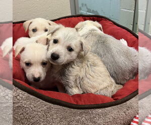 Huskies -Labrador Retriever Mix Dogs for adoption in Rohnert Park, CA, USA