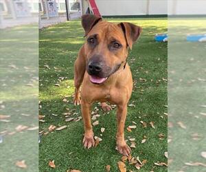 Black Mouth Cur Dogs for adoption in Naples, FL, USA
