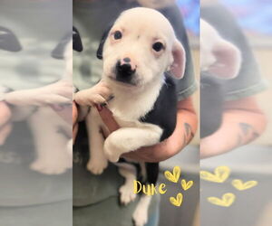 American Staffordshire Terrier-Boston Terrier Mix Dogs for adoption in Monte Vista, CO, USA