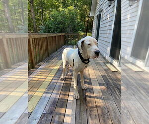 Great Dane Dogs for adoption in Bullard, TX, USA