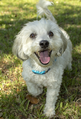 Medium Photo #1 Maltipoo Puppy For Sale in Santa Fe, TX, USA