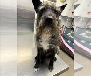 Mutt Dogs for adoption in Woodland, CA, USA