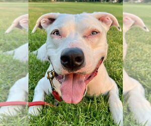 American Staffordshire Terrier-Unknown Mix Dogs for adoption in Lake Forest, CA, USA