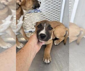 Boxer Dogs for adoption in Bakersfield, CA, USA