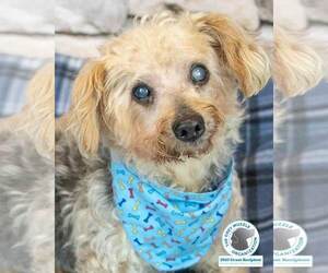 Mutt Dogs for adoption in Kennesaw, GA, USA