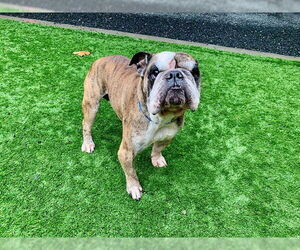 Bulldog-Unknown Mix Dogs for adoption in Moreno Valley, CA, USA