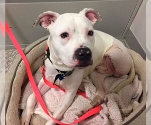 American Pit Bull Terrier Dogs for adoption in Boonton, NJ, USA