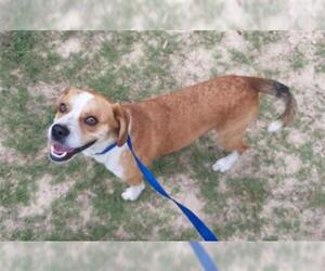 Beagle Dogs for adoption in Green Cove Springs, FL, USA