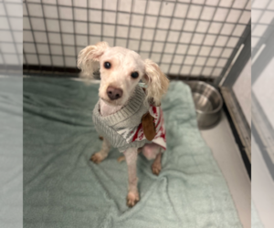 Poodle (Miniature)-Unknown Mix Dogs for adoption in Chico, CA, USA