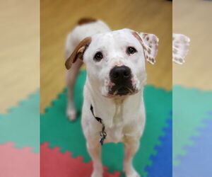 Medium Photo #4 Mutt Puppy For Sale in Virginia Beach, VA, USA