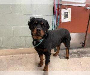 Rottweiler Dogs for adoption in Rancho Cucamonga, CA, USA
