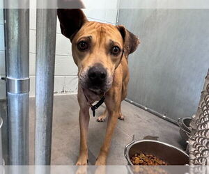 Black Mouth Cur-Unknown Mix Dogs for adoption in Tavares, FL, USA