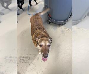 German Shepherd Dog-Unknown Mix Dogs for adoption in Tallahassee, FL, USA
