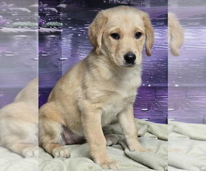 Labrador Retriever-Unknown Mix Dogs for adoption in Lakewood, CO, USA