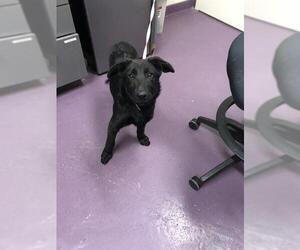 Labrador Retriever Dogs for adoption in Long Beach, CA, USA