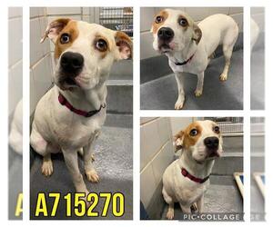 Mutt Dogs for adoption in San Antonio, TX, USA