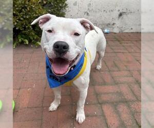 American Pit Bull Terrier Dogs for adoption in Pasadena, CA, USA